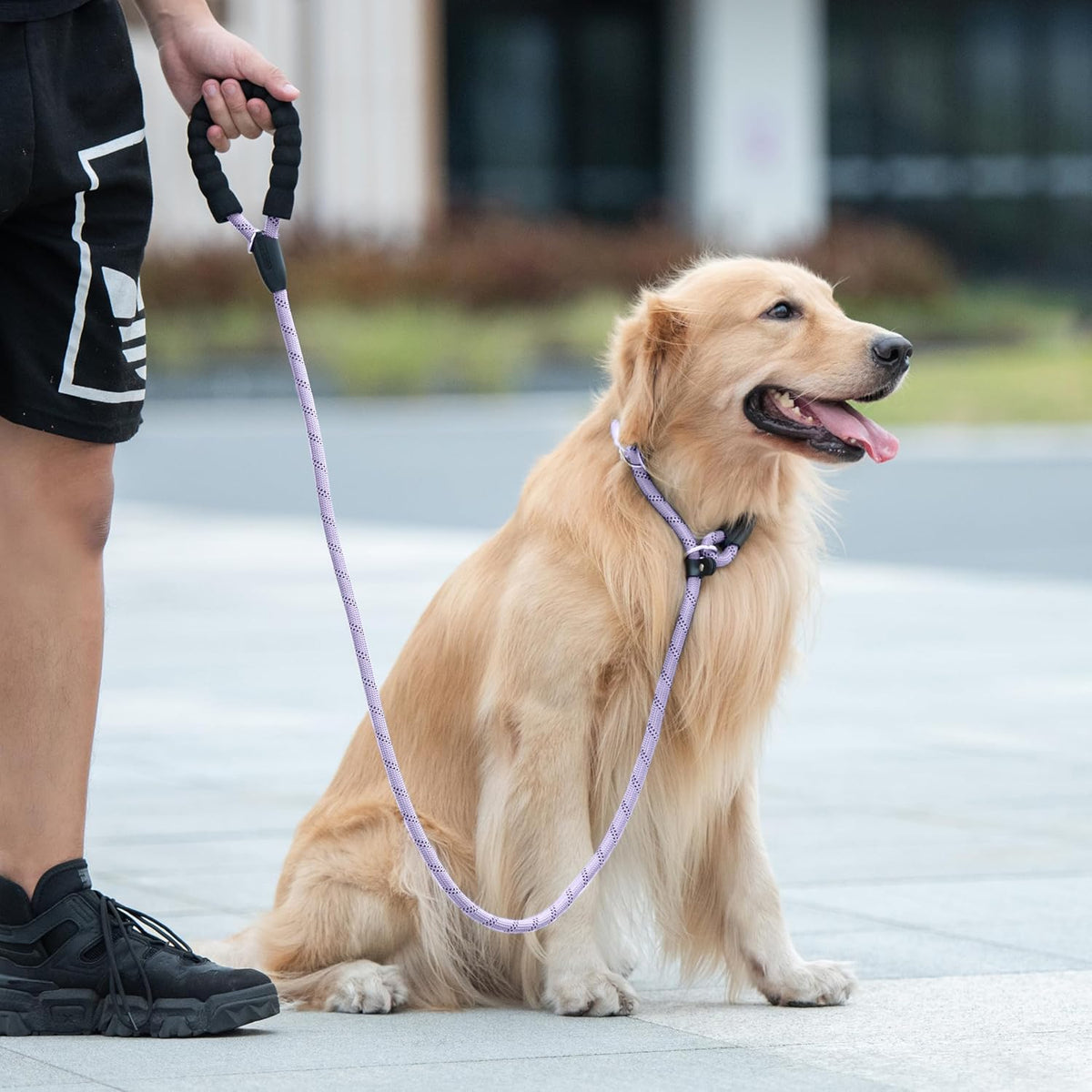 Durable Slip Lead Dog Leash with Padded Handle and Highly Reflective Threads, No Pull Dog Training Leash, (3/8" X 6 FT, Lavender)