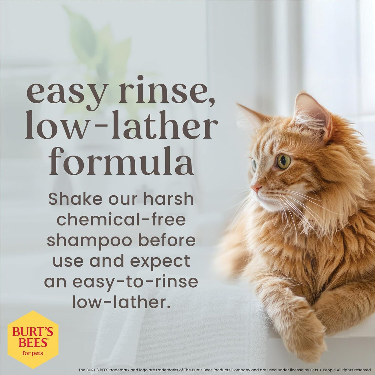 Hypoallergenic Cat Shampoo with Shea Butter and Honey, Gentle Formula for Indoor Cats with Dry or Sensitive Skin, Ph Balanced, Fragrance-Free, 10 Fl Oz - 2 Pack