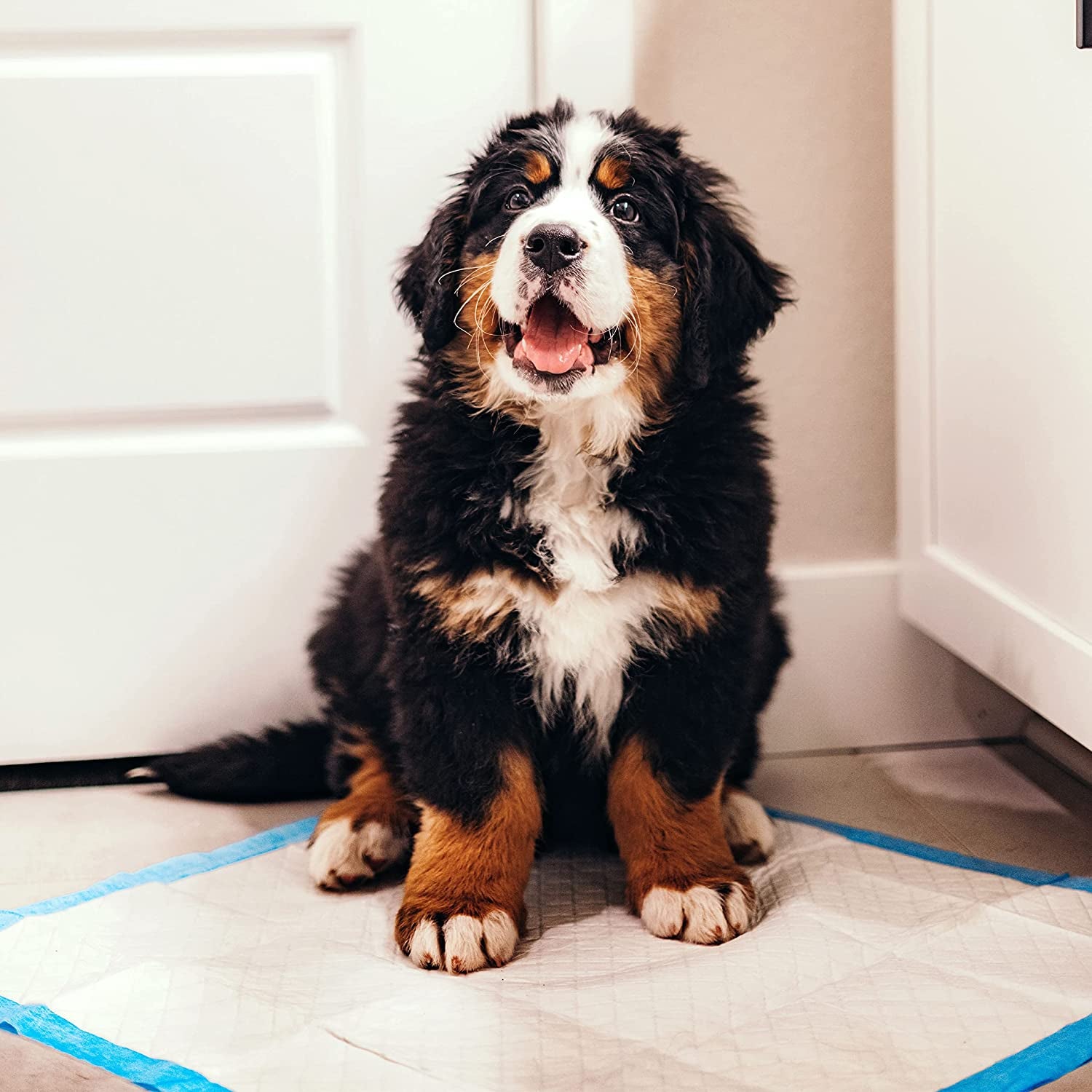 Wee-Wee Superior Performance Dog Pee Pads, 200 Count | Quilted Leak-Proof Puppy Pads, Dog Housebreaking &amp; Potty Training, 24-Hour Floor Protection, Pet Supplies, 22" X 23"