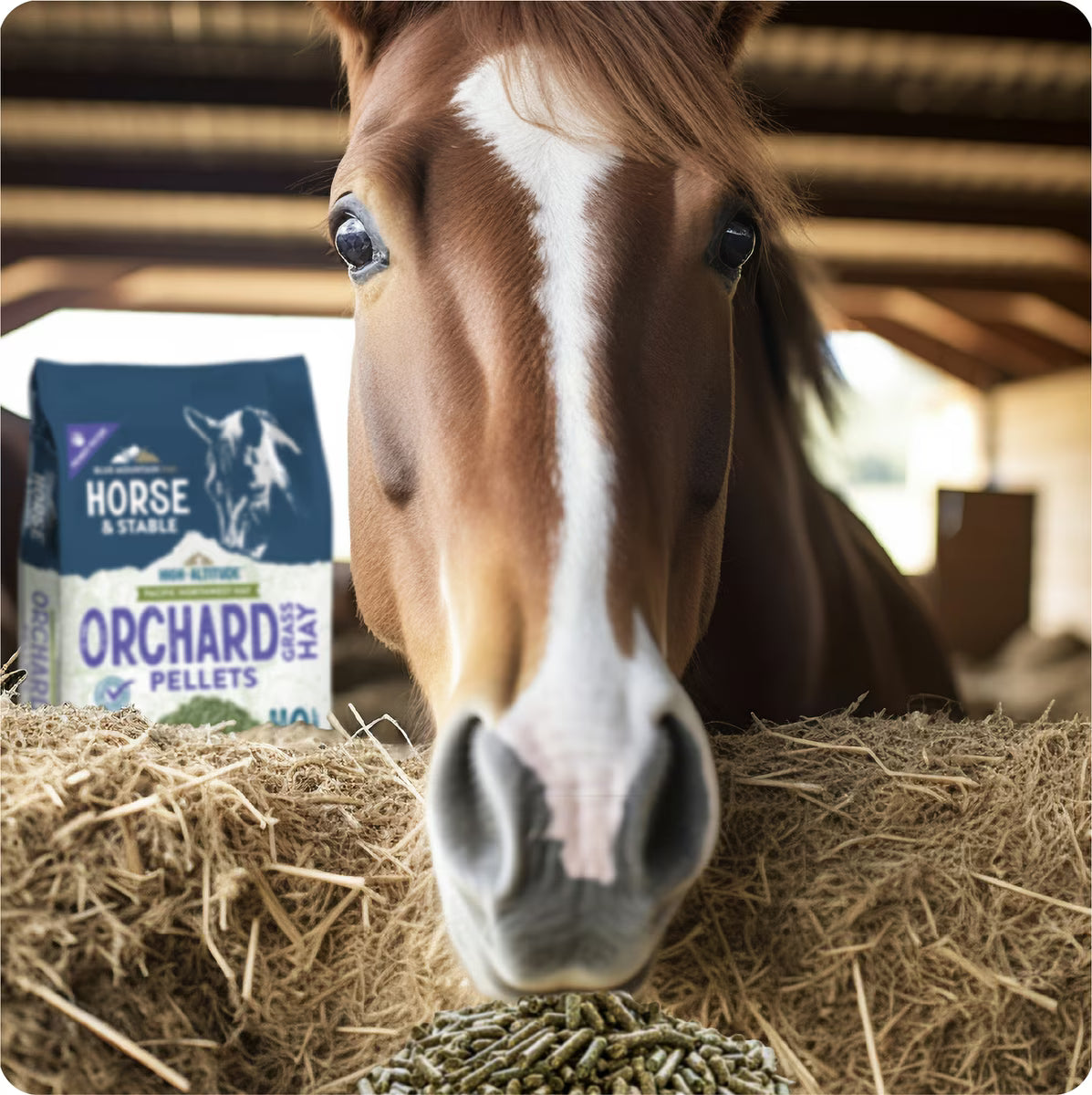 Blue Mountain Hay High-Altitude Orchard Grass Hay Pellets Horse Feed, 40 lbs
