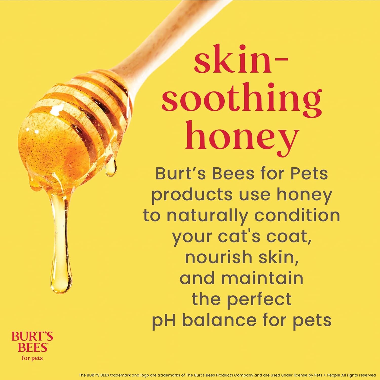 Hypoallergenic Cat Shampoo with Shea Butter and Honey, Gentle Formula for Indoor Cats with Dry or Sensitive Skin, Ph Balanced, Fragrance-Free, 10 Fl Oz - 2 Pack