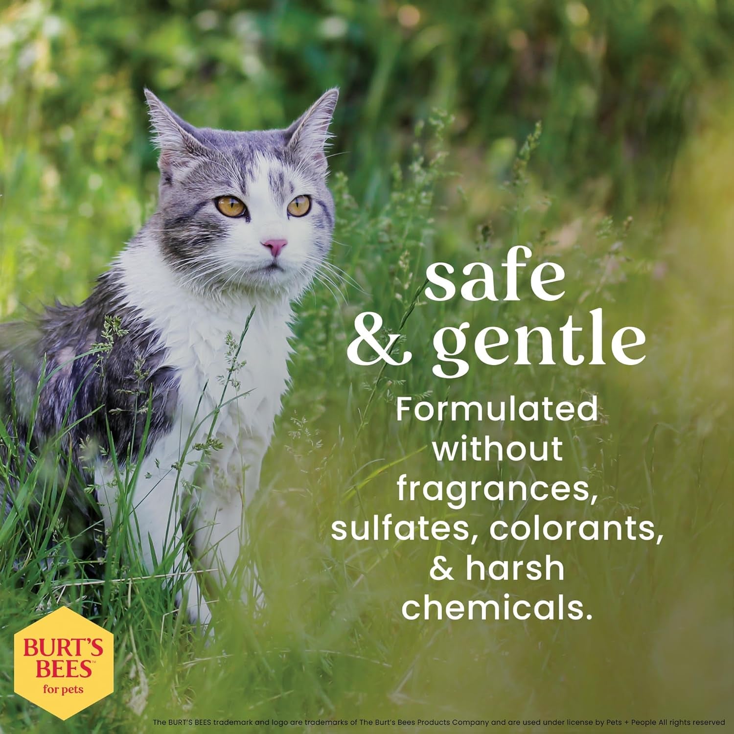 Hypoallergenic Cat Shampoo with Shea Butter and Honey, Gentle Formula for Indoor Cats with Dry or Sensitive Skin, Ph Balanced, Fragrance-Free, 10 Fl Oz - 2 Pack