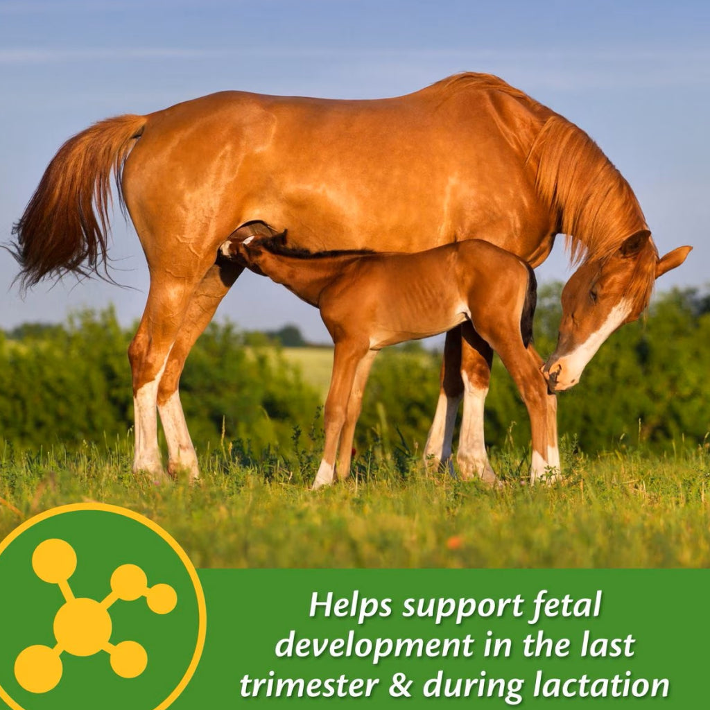 Farnam Mare Plus Gestation &amp; Lactation Supplement for Horses