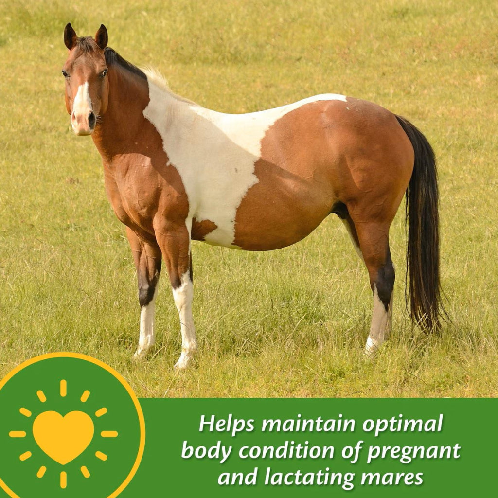Farnam Mare Plus Gestation &amp; Lactation Supplement for Horses