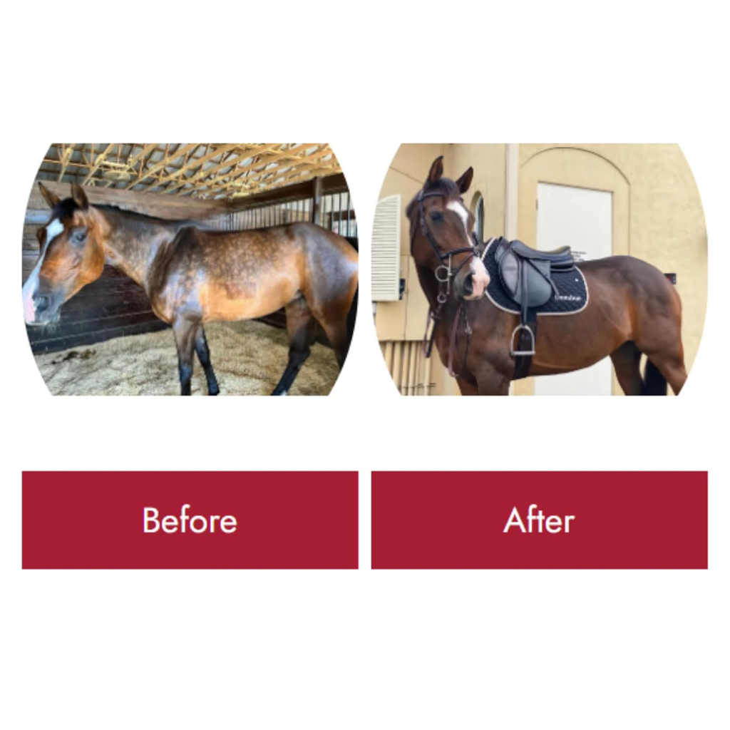 Healthy Coat Apple Flavored Top Coat Multi-Benefit Supplement for Horses
