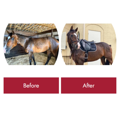 Healthy Coat Apple Flavored Top Coat Multi-Benefit Supplement for Horses