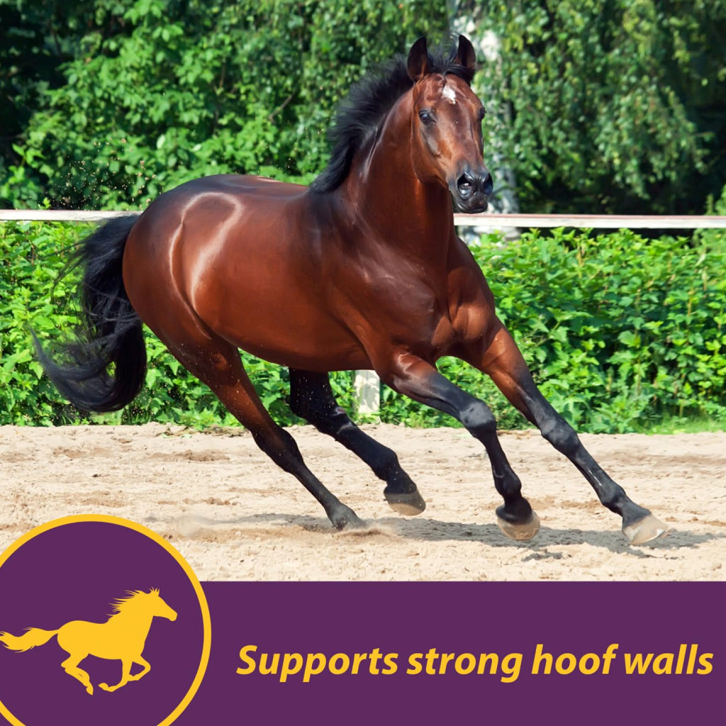 Horse Health Products Vita-Biotin Cumbles Hoof Supplement for Horses (3 lb)